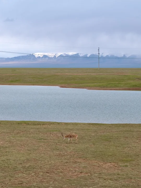 昆仑之下 可可西里🏔️