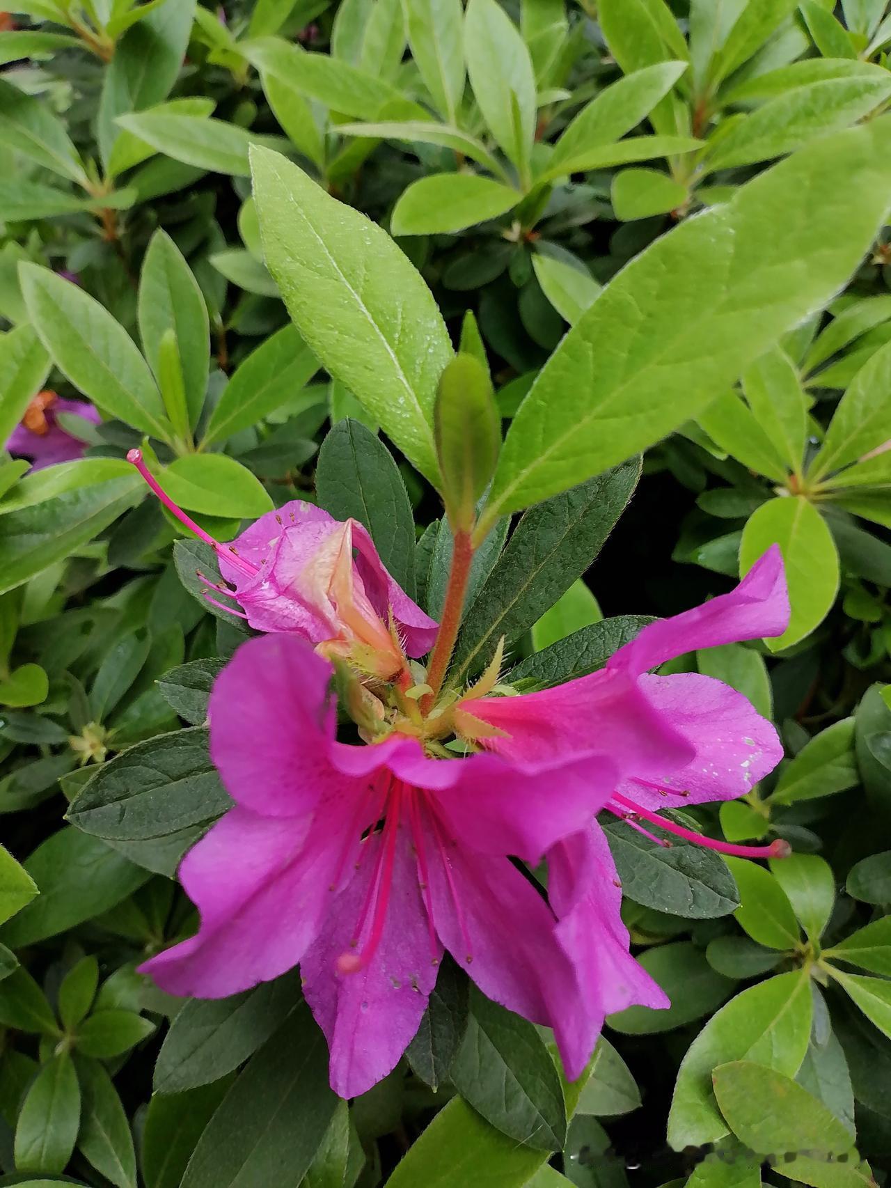 分享一张拍摄的花