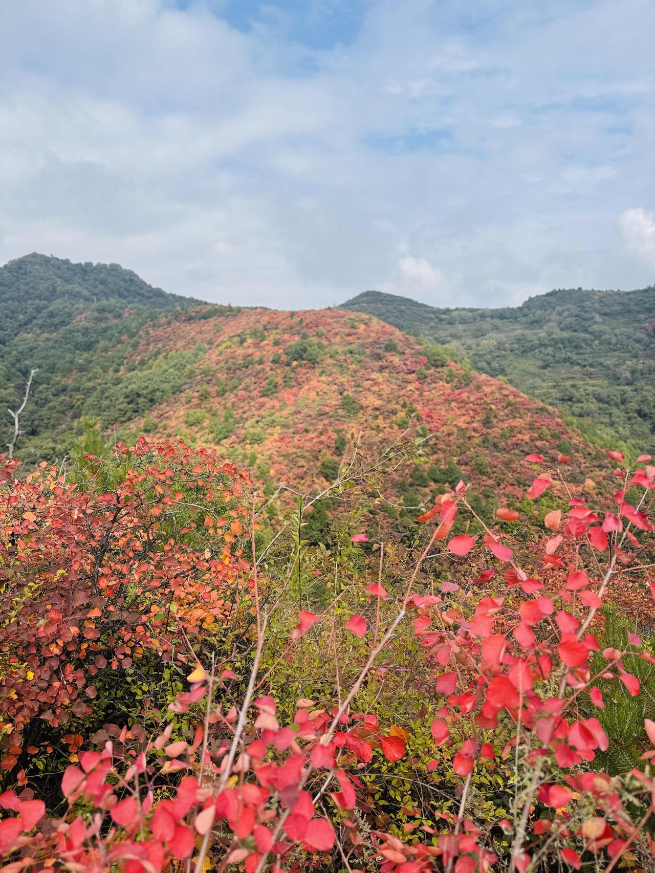 秋染神州多锦绣