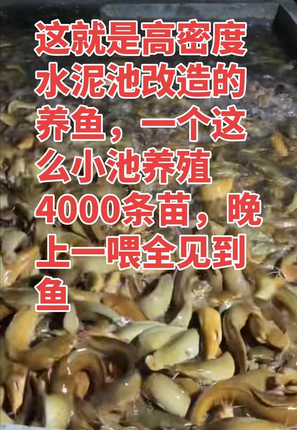 水池养7个的鱼就能卖了，不要什么辅助水，只要有流动水消毒好就能高密度养殖，很多朋