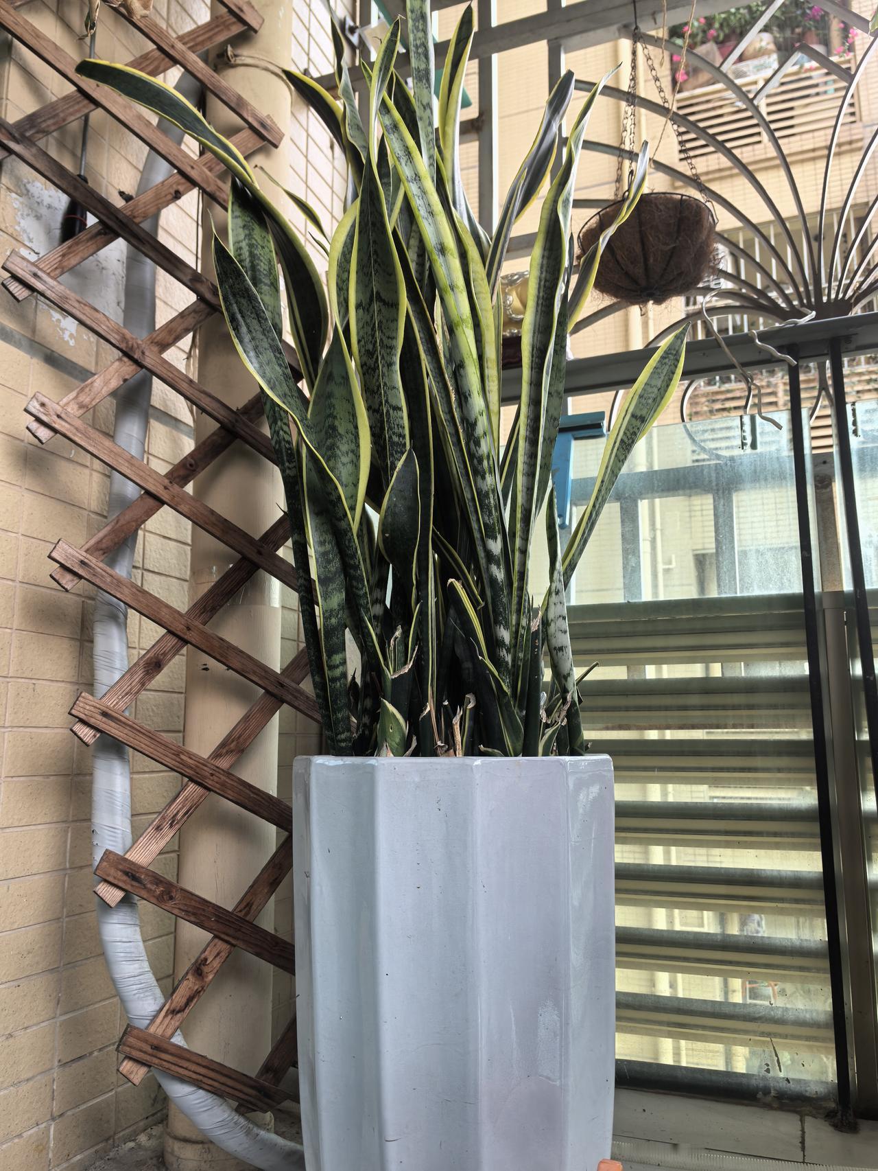 我这喜新厌旧的个性咋整？

无论什么，只要我有了就不稀罕了，这盆虎皮兰，种了好多