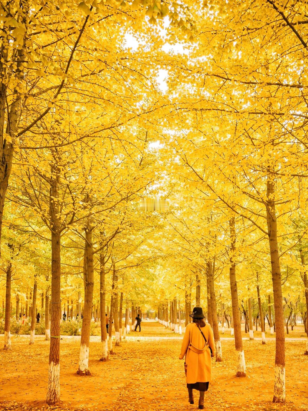 🍂接下来的南雄银杏，将进入最佳观赏期！