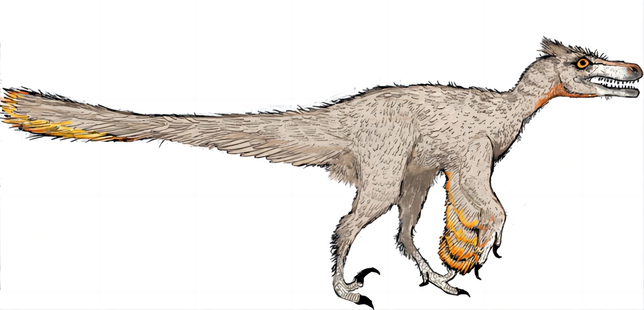 #你的桌面恐龙博物馆# 第十一课 火盗龙（二）Pyroraptor 火盗龙有一张