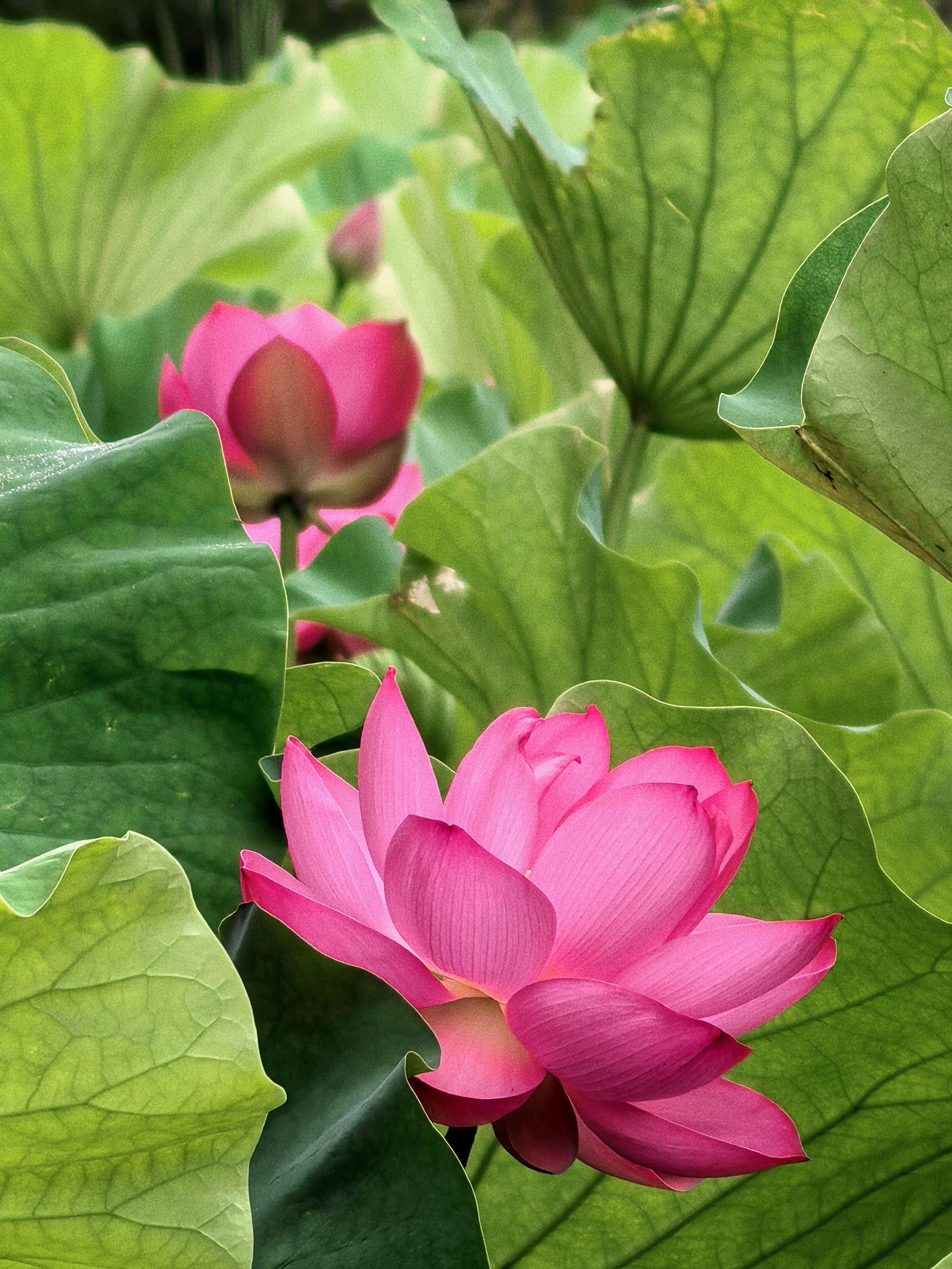 “接天莲叶无穷碧，映日荷花别样红。”🪷 此刻正是夏季最温柔的模样~ 评论区抽三