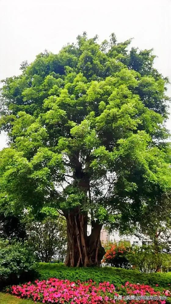 树老焦梢叶儿稀。
[比心][比心][呲牙][呲牙][呲牙][比心][比心]🌺‼