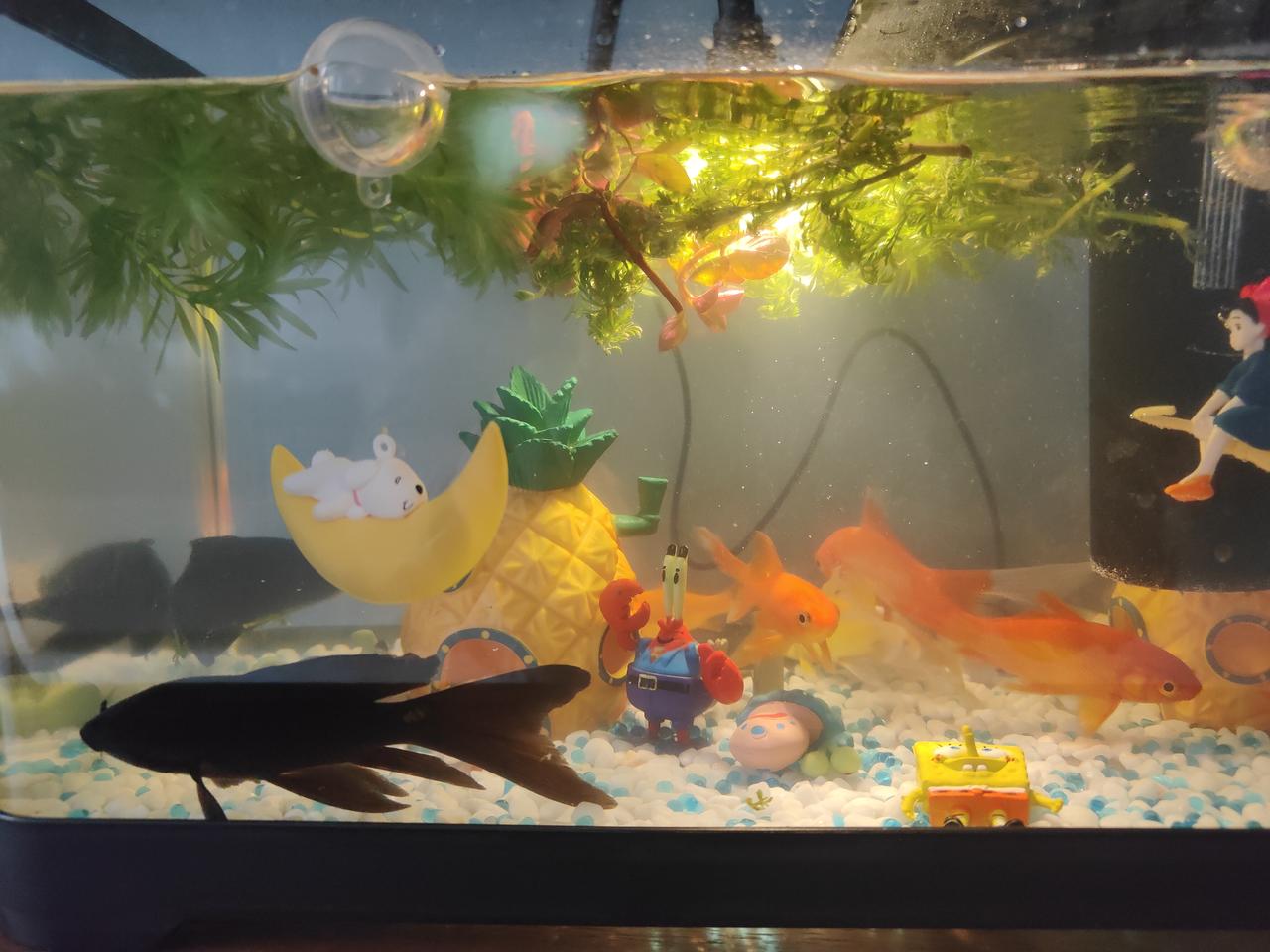 小鱼缸养着几条金鱼，给家里增加几分生气