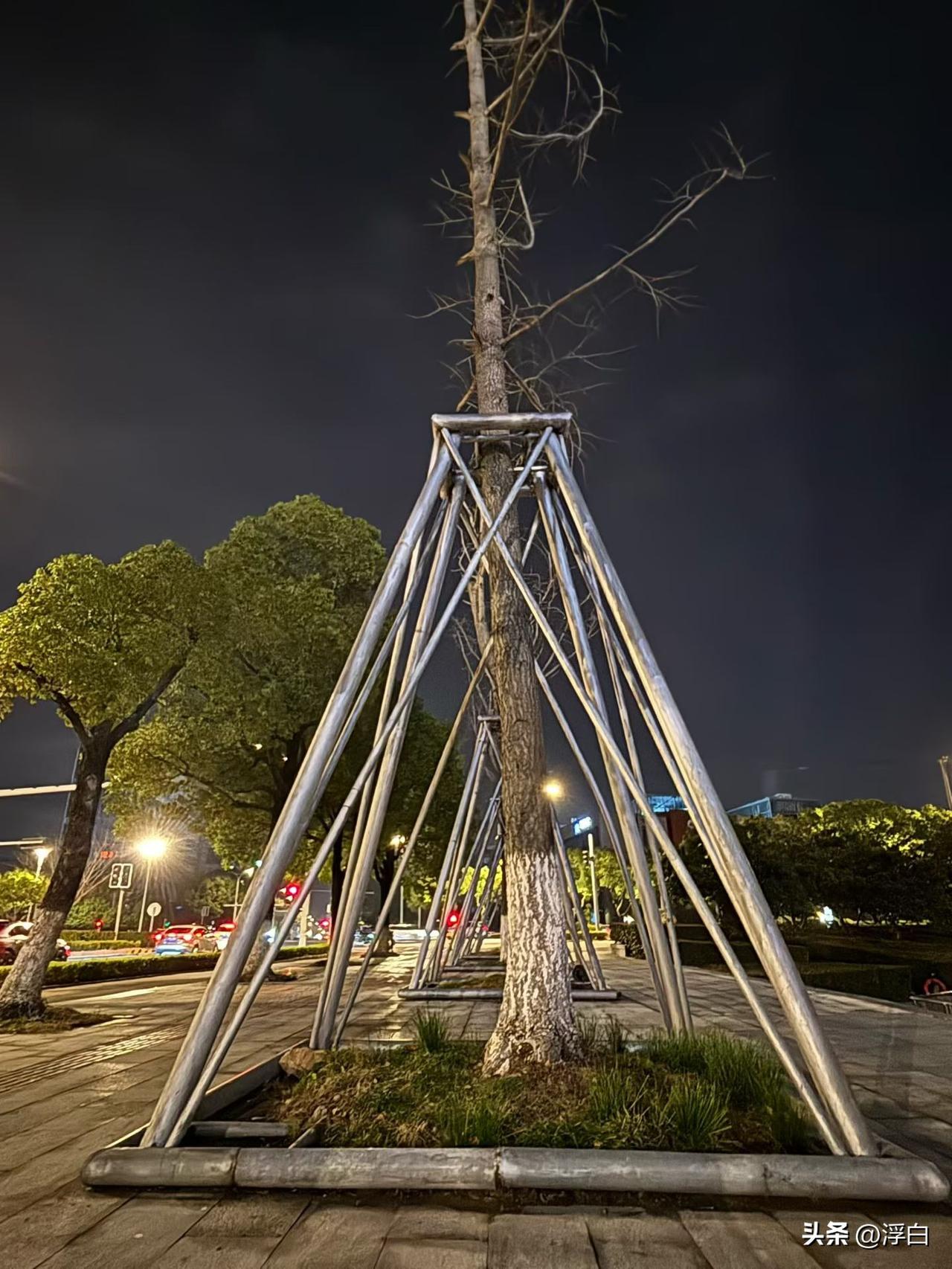 固定一棵树，需要这么多钢管？
至于要投入这么大的人力物力吗？
有地方路都没修，有