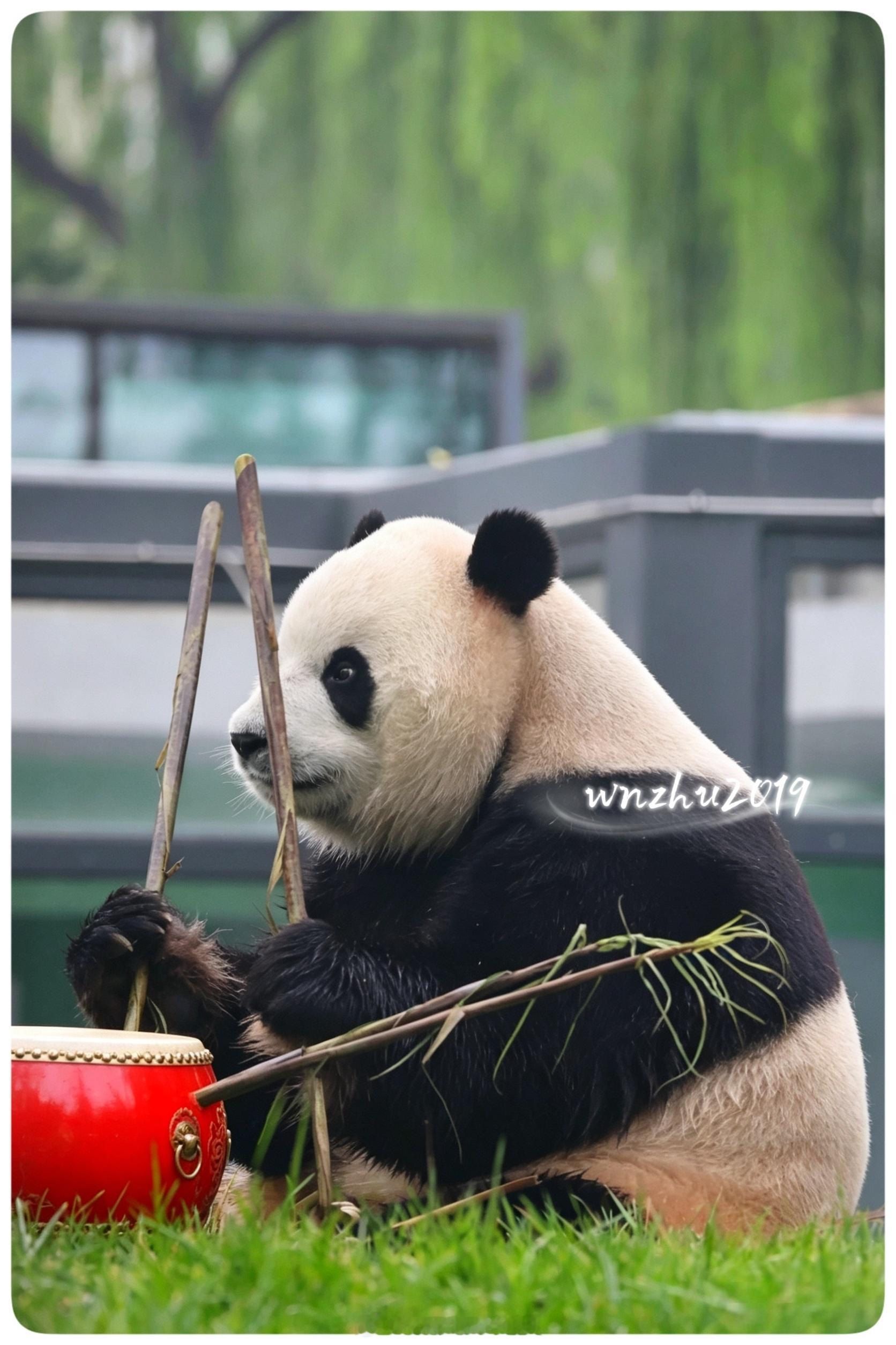大熊猫胖大海 咚咚咚～，鼓手小福星 