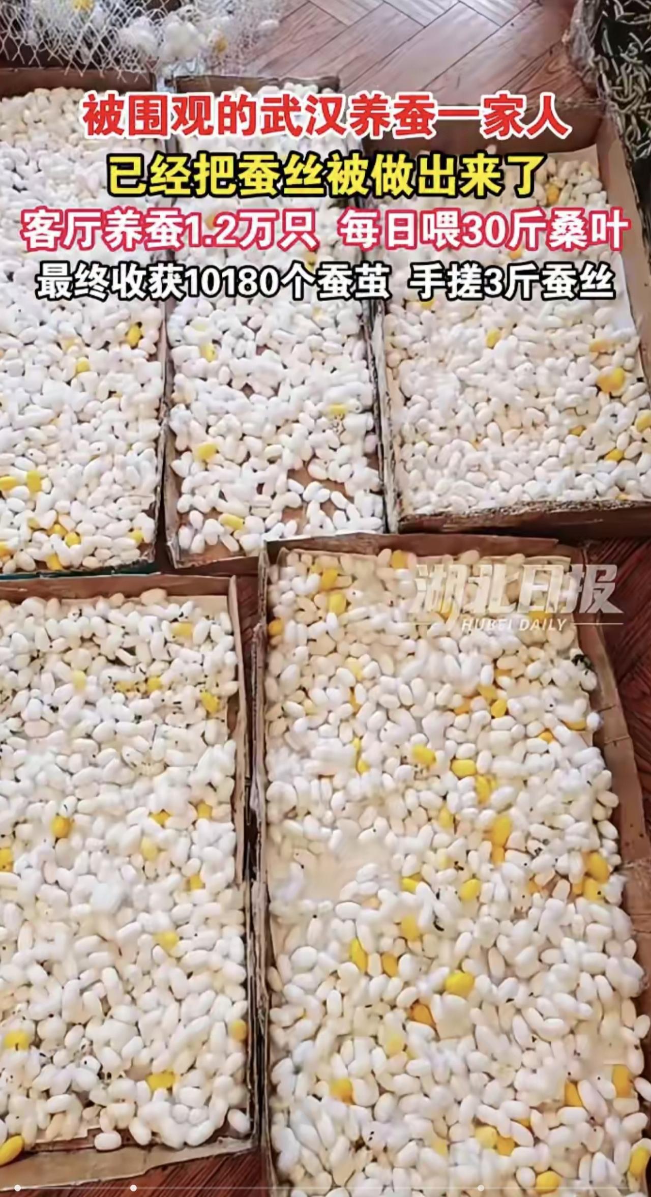 为圆儿子心愿，客厅养蚕1.2万只，“手搓”两床蚕丝被