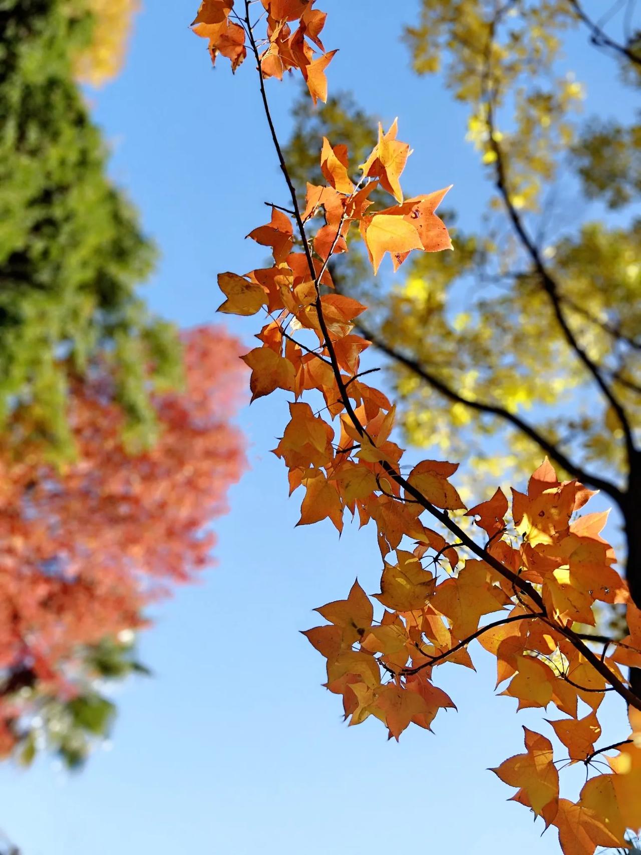 11月12日，曲靖。
     城市一隅，南城广场的三角枫，熟透了！
     