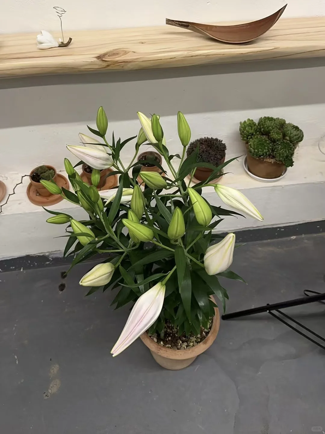 有花苞的百合夜间8度以下进屋，开完的扔外面