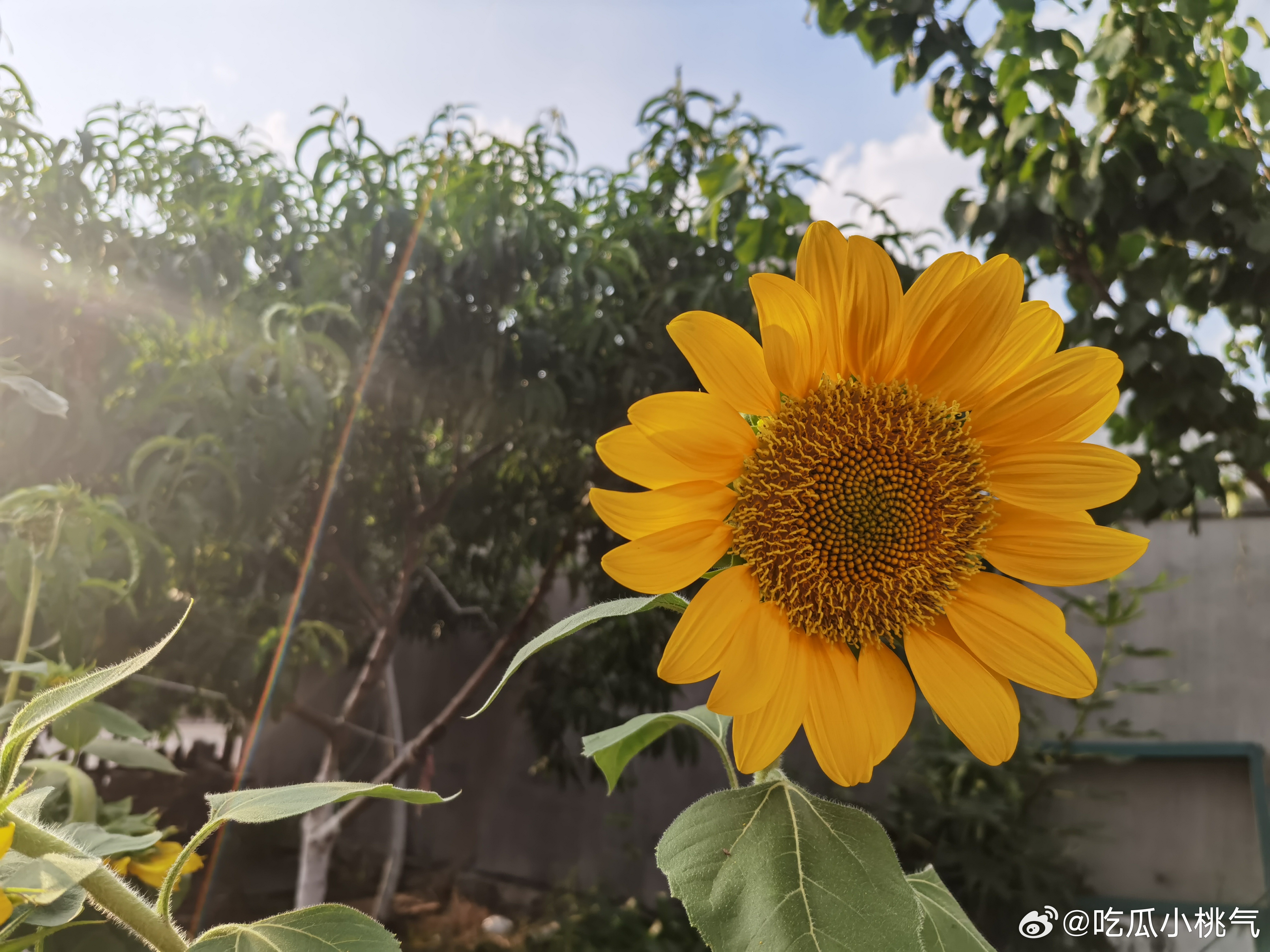阴雨天需要一点向日葵🌻 ​​​