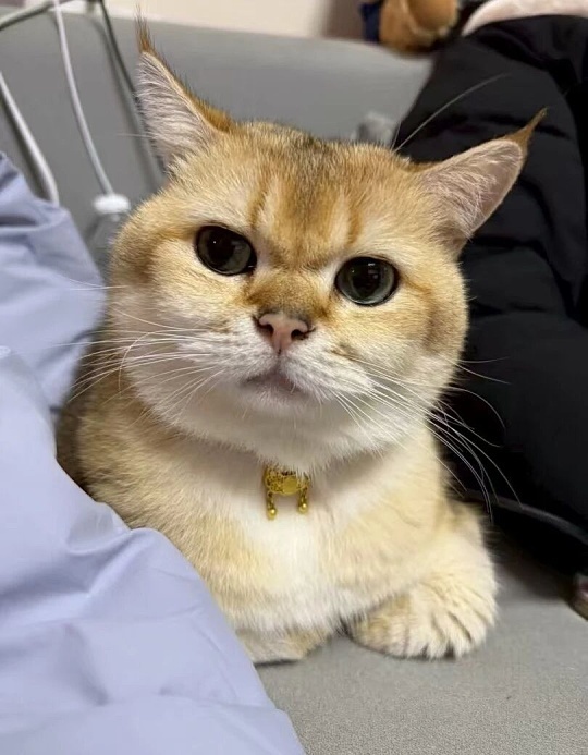 大人为什么总板着个脸其实大人并不是故意要板着脸，大多是因为心里装着工作、生活、家