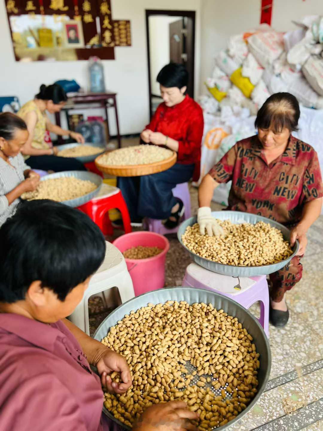 【我和家乡的红皮小花生&金秋梨】2022年，那年我还负债300多万。倔强如我，任