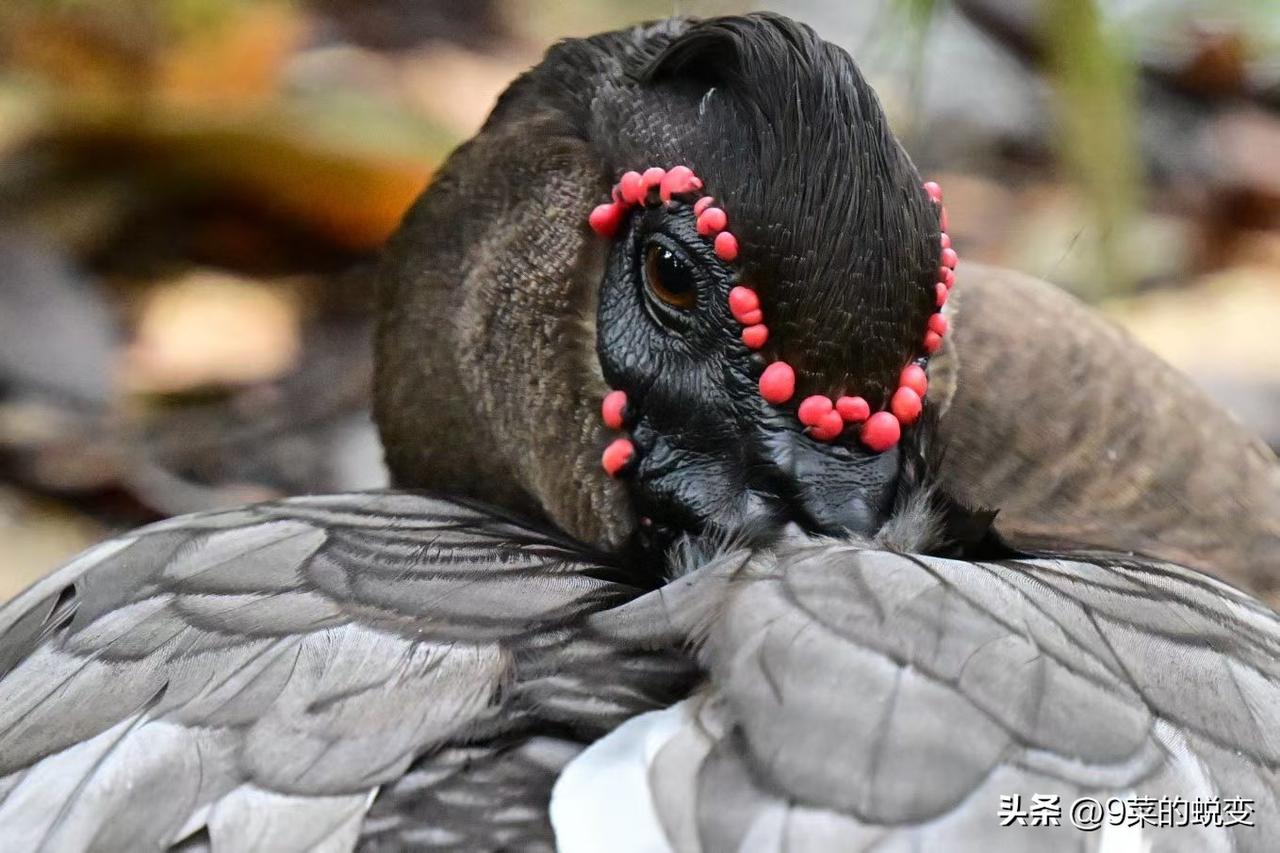 美伊战争对市场而言是短期冲击，从侧面看，也为石油、天然气、甲醇等提供了资金炒作的