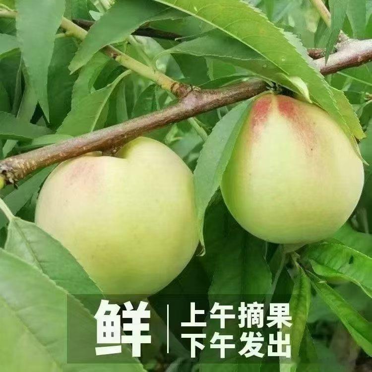 每天摘桃子，打包装发货，忙得微博都没时间刷 
