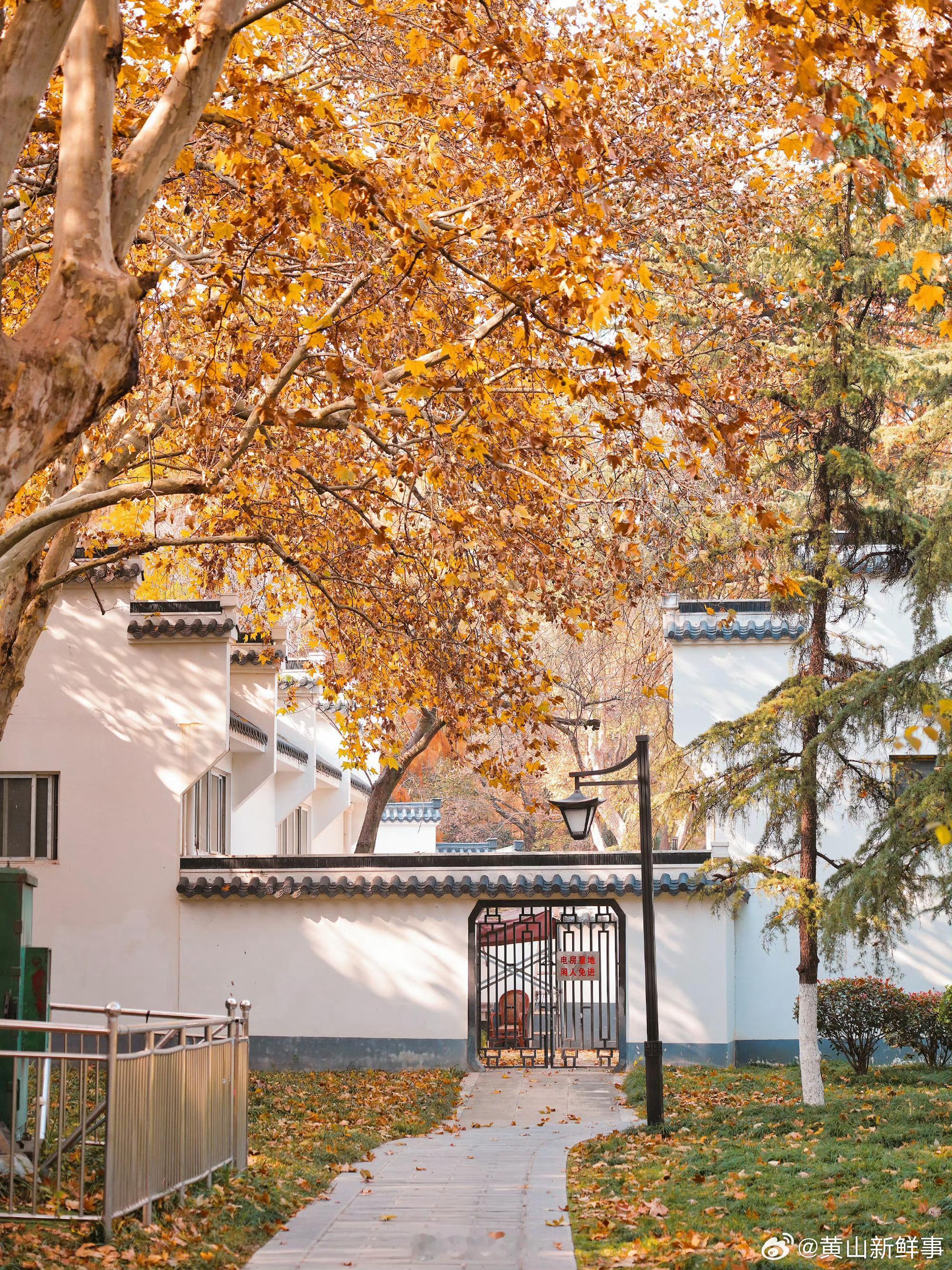 合肥古逍遥津初冬依旧是深秋的景色合肥古逍遥津初冬依旧是深秋的景色，红枫 红杉林 