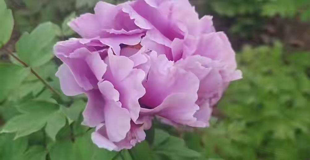 今天洛阳的朋友发来一张照片，满园牡丹，没什么人。我一看定位：国际牡丹园。这才反应