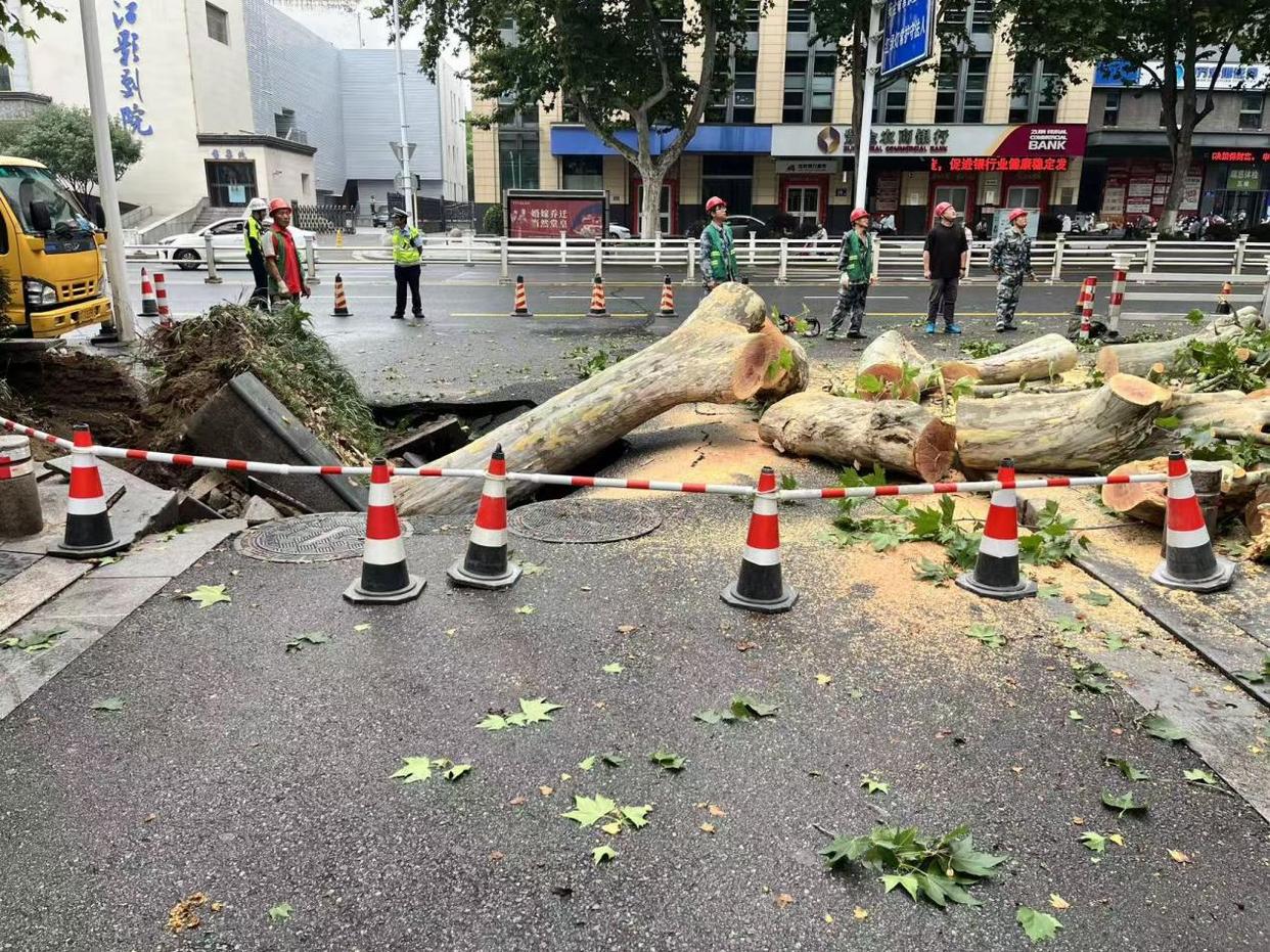 江苏镇江：持续阴雨致大树倒伏毁管堵路，住建部门连夜抢修16小时保畅通
