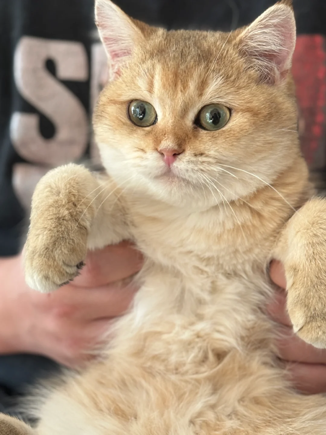 被迫营业的小猫咪