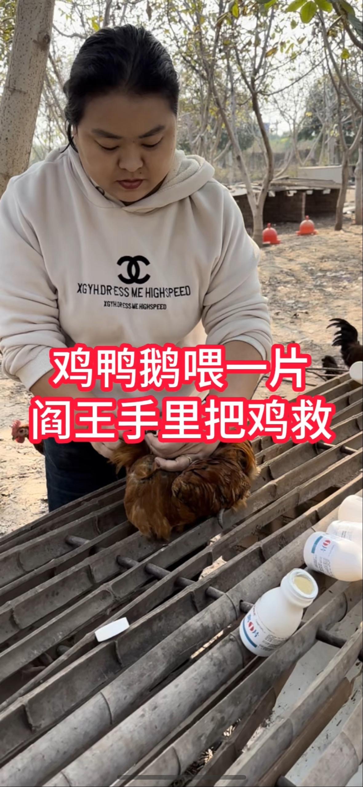 鸡鸭鹅喂一片四季都好养养鸡小妙招 鸡病防治 抖音养鸡人 养鸡人