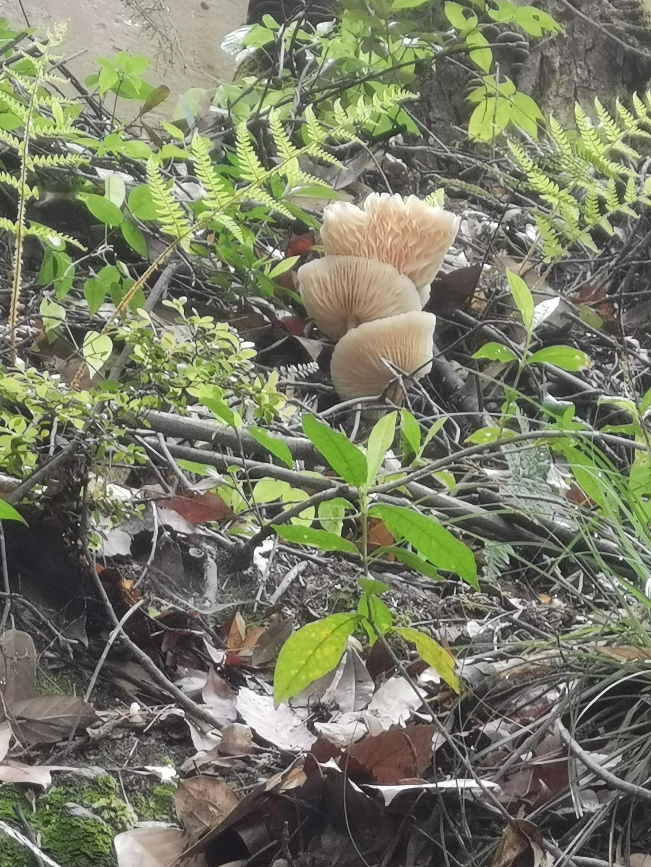 出门过春天这是什么品种的蘑菇，反正不是平菇[捂脸]