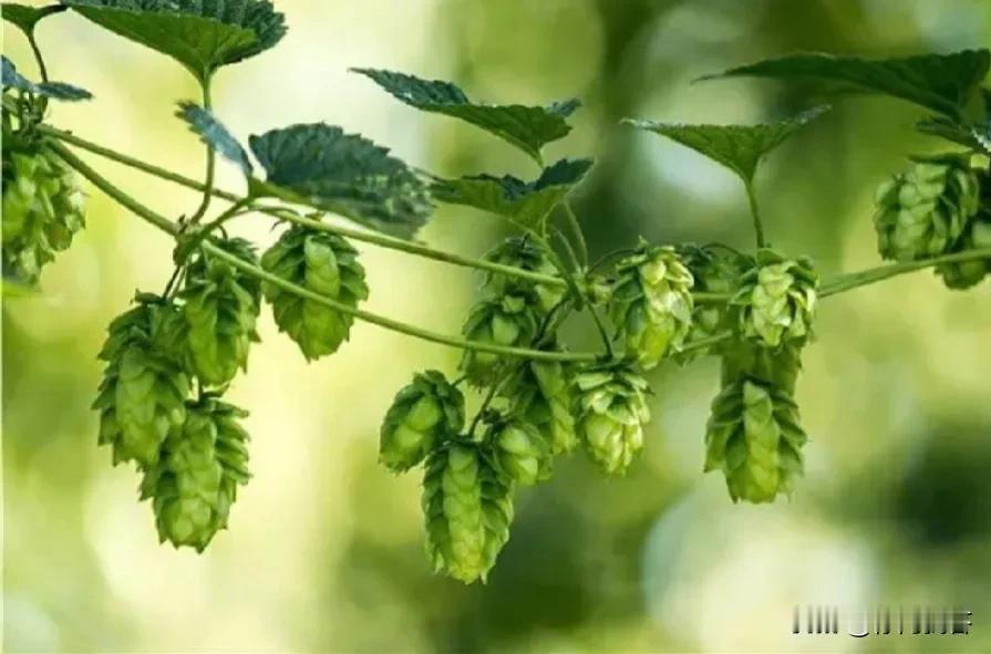 请问：美国的啤酒花，主要产地是？
答案：于雅基玛山谷‌

请问：法国的啤酒花，主