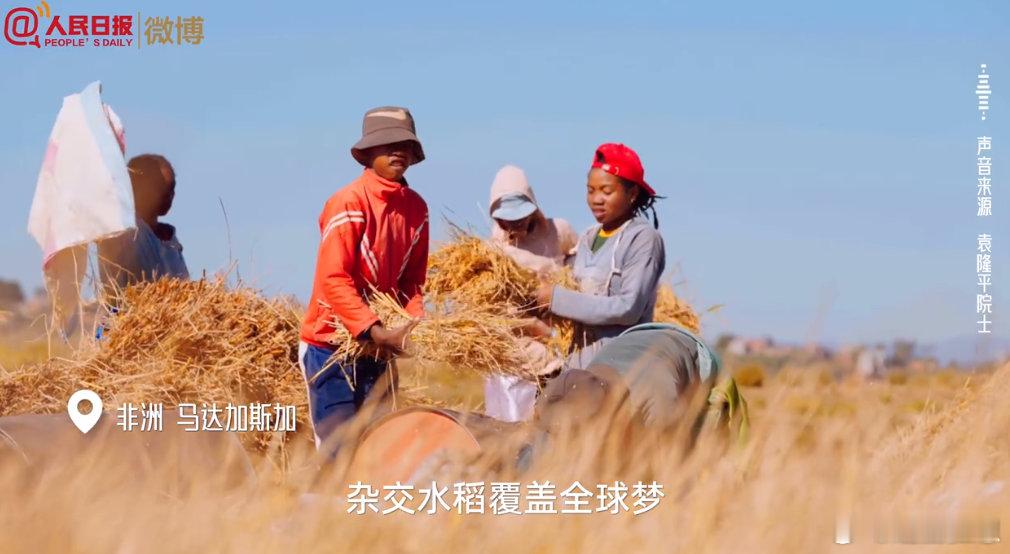 花少团接力致敬袁隆平 秋分时节，风吹稻浪似在诉说袁爷爷的故事，他的梦想远渡重洋在