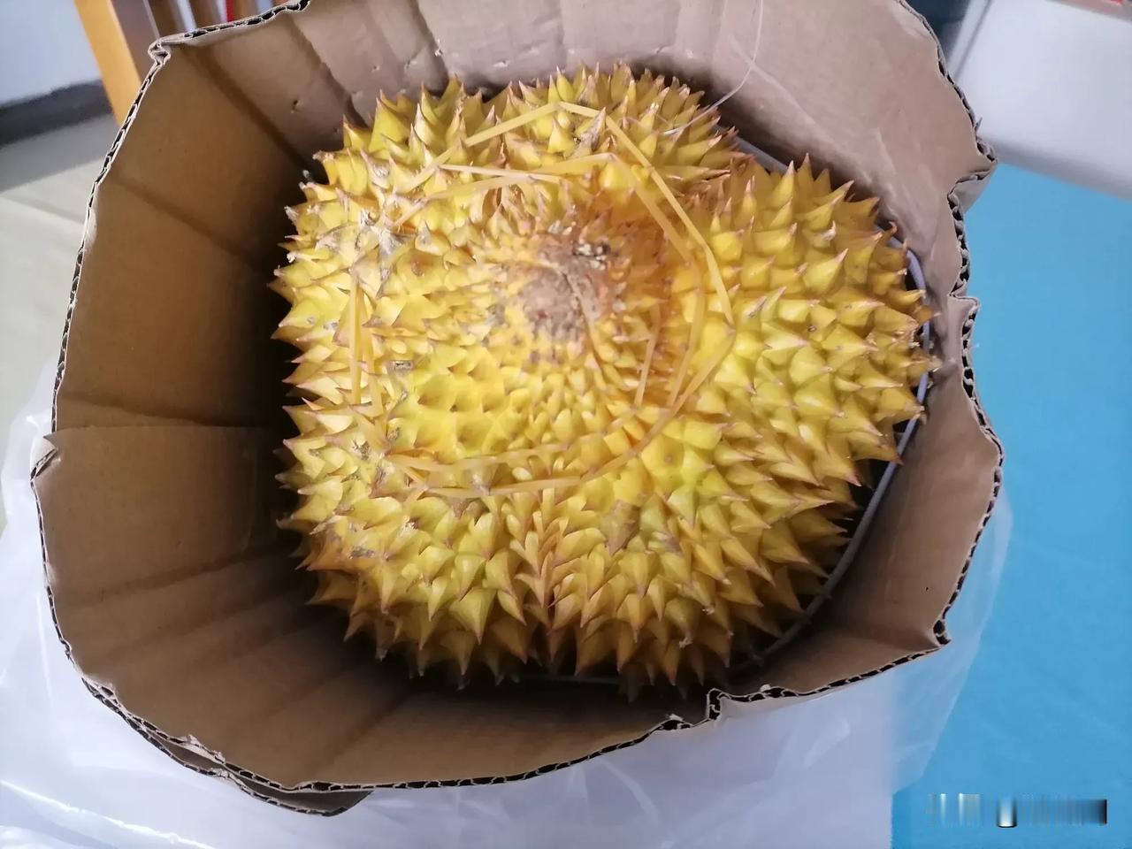 又到榴莲季了，我是榴莲爱好者，但是今年消费降级了，往年这个时候已经买近10个榴莲
