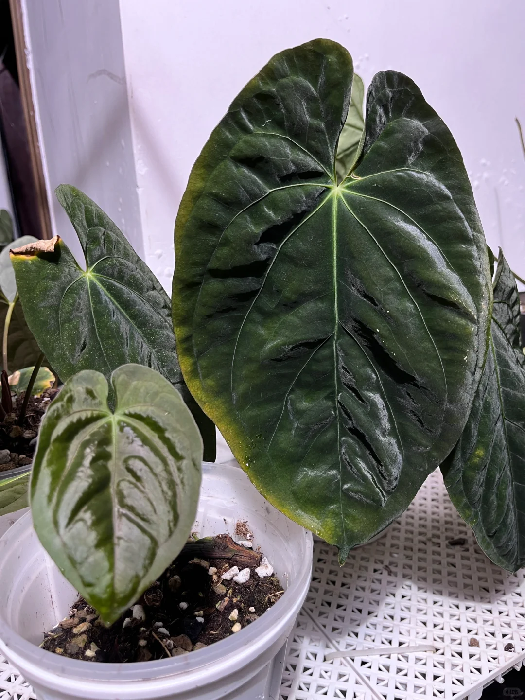 fs鸡侧芽可出