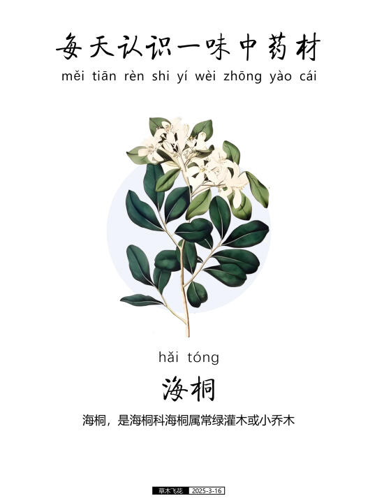 海桐，常绿灌木，果实成熟后变成黄色☘️