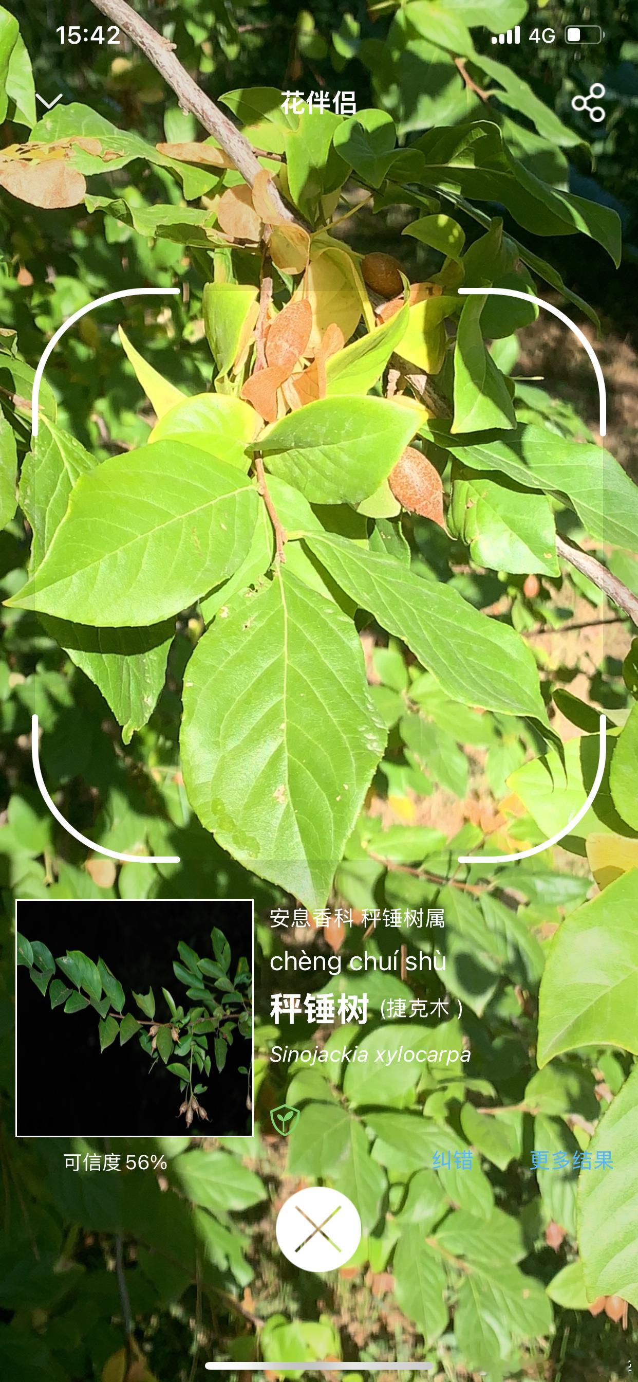 温习植物……这些植物您认识吗？他们有什么共同特性？保护城市自生植物多样性  ​​