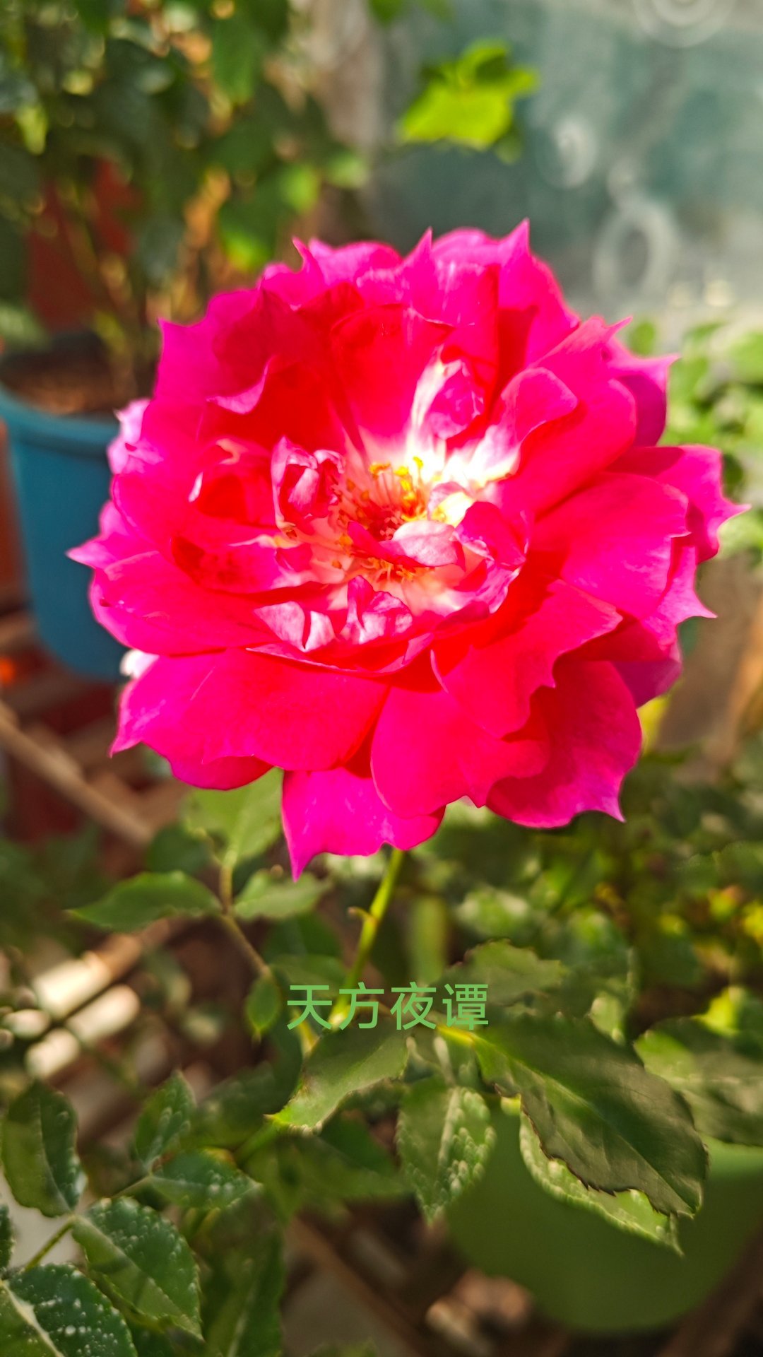 今天开的月季花花，天方夜谭，紫霞仙子，艾帕索，海神王，巴比伦，甜蜜樱桃。🌹 