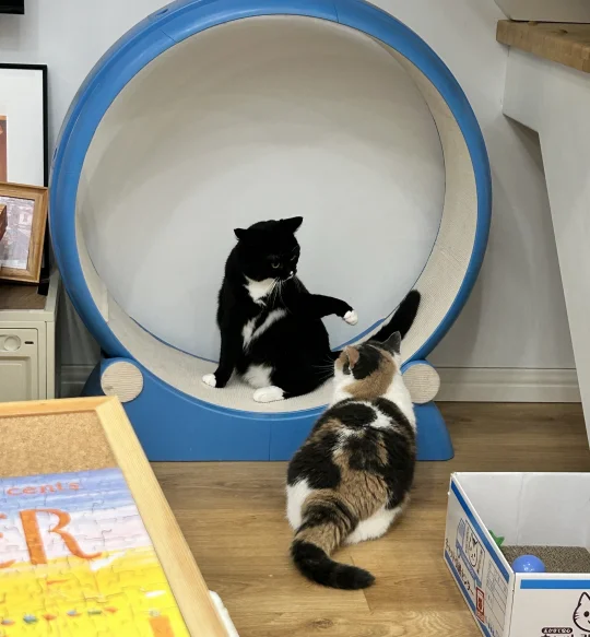 再下雨猫都要发霉了🐱