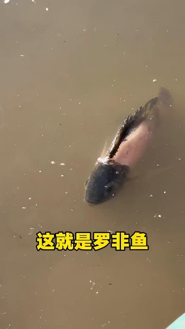 这就是罗非鱼。
罗非鱼的生命力就是顽强，这种鱼不挑水质，随便扔在哪一条河都能活，