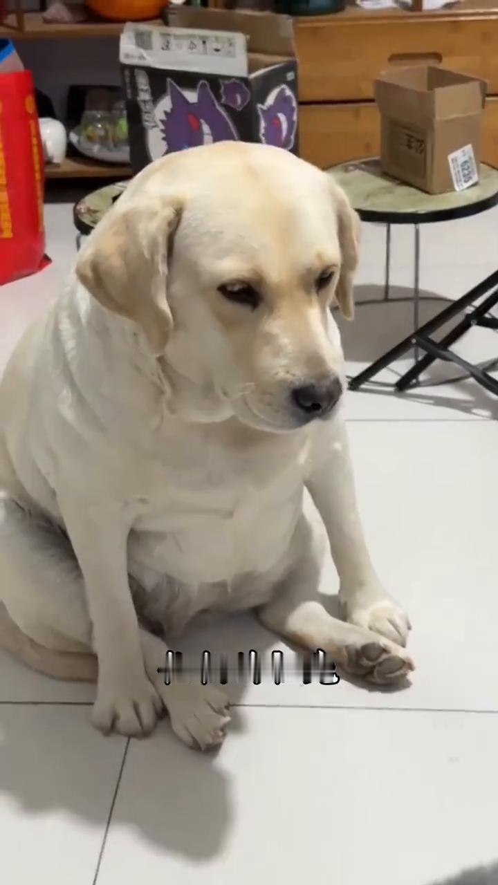 每天认识一种动物之《金毛巡回犬》。
这只喜欢穿黑丝的小傻狗不是你的朋友，请你不要
