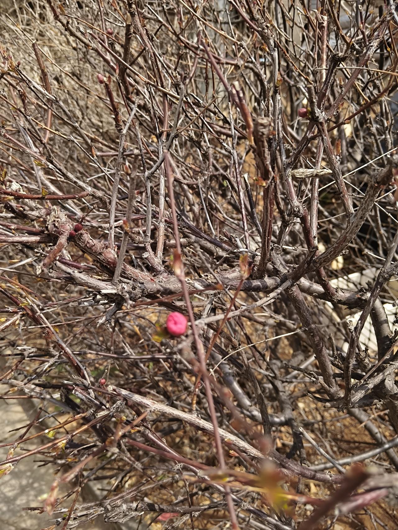 一点红蕊画清明
各处柳翠挂鹂声