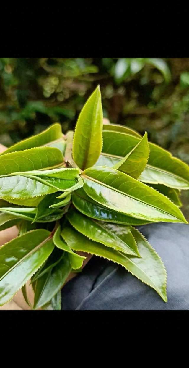 2026年10月古树普洱茶到底怎么分辨？天津凤姐给茶友科普