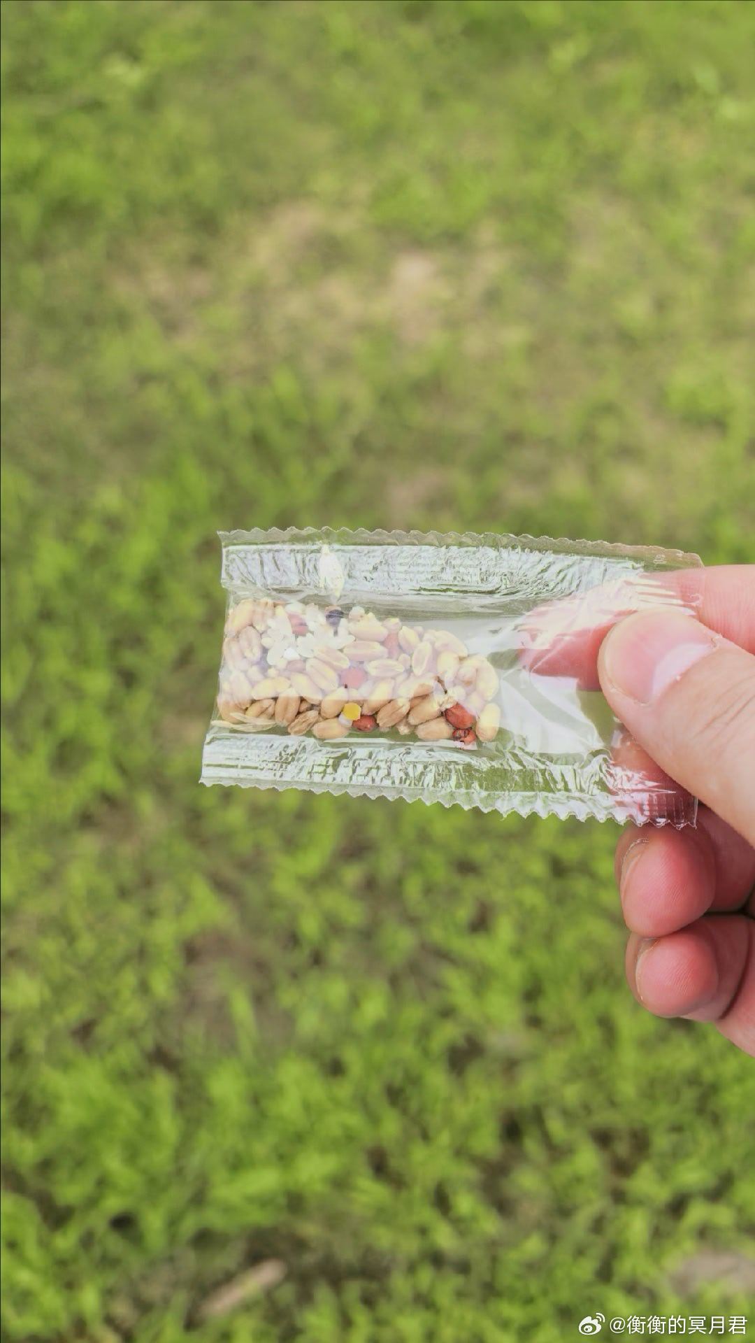 天气不错，公园遛达，顺便喂喂鸟 🐦 