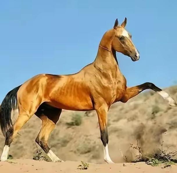 汗血宝马又名阿哈尔捷金马，产地在中亚地区土库曼国。每匹价值3000万元，该国现有