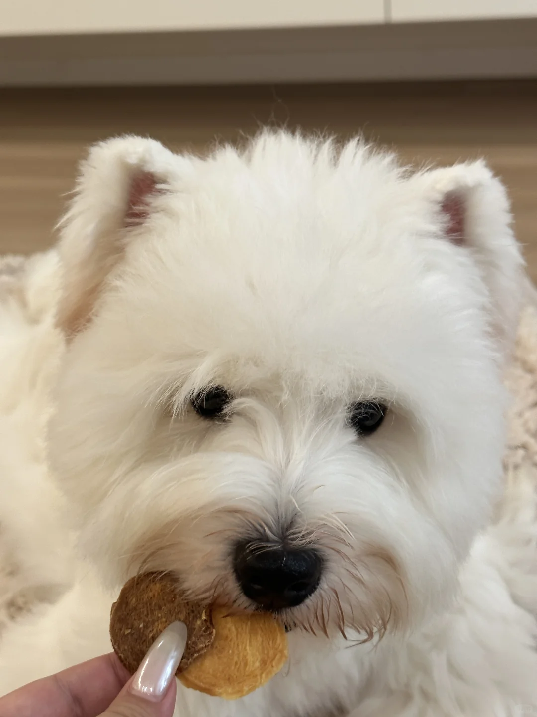 吃上薯片的小狗日子也是好起来了🥔