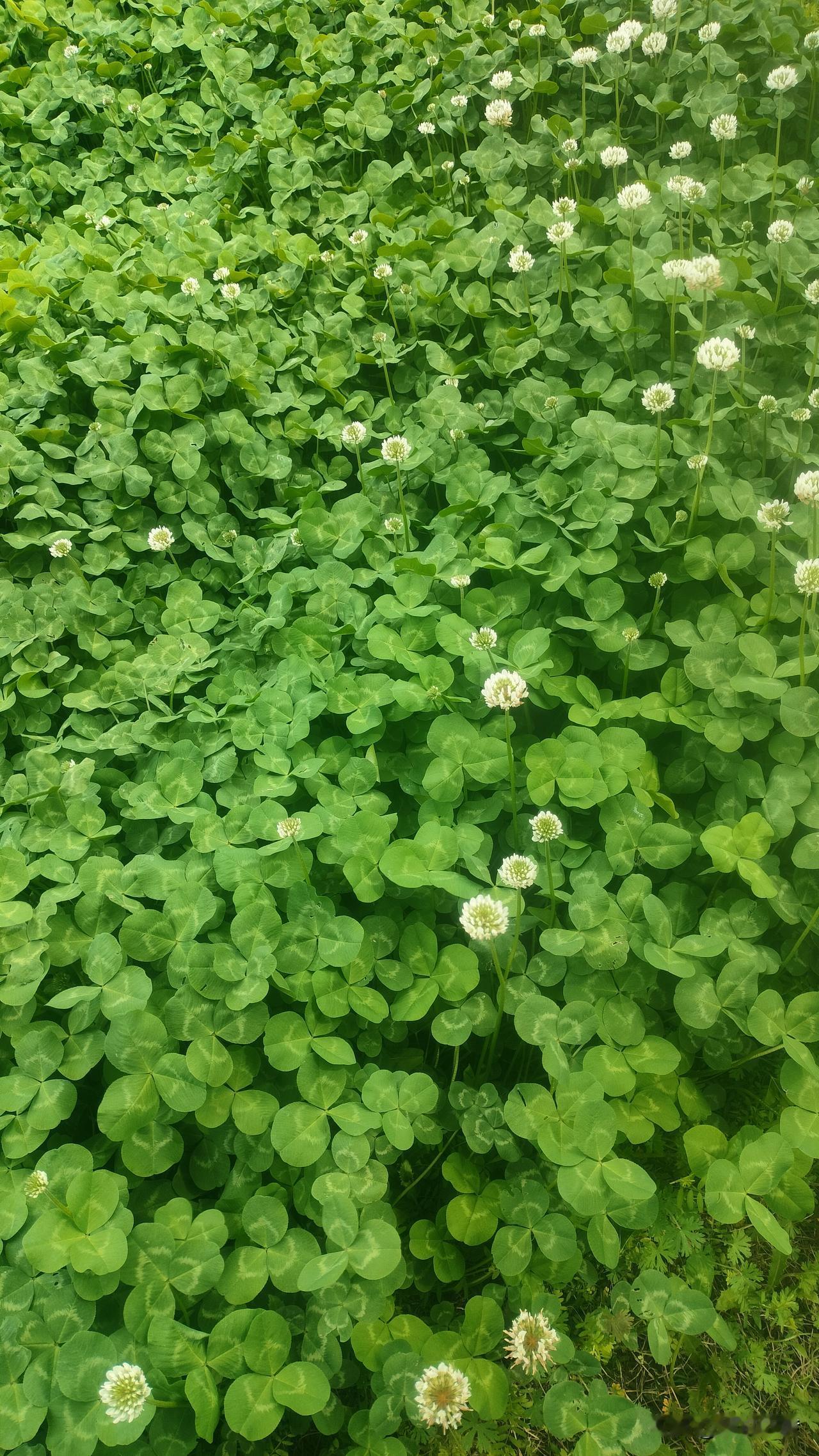 大家受得了精神出轨吗？我看不少人说，只是想想又没啥，可我咋就是忍受不了呢？就因为