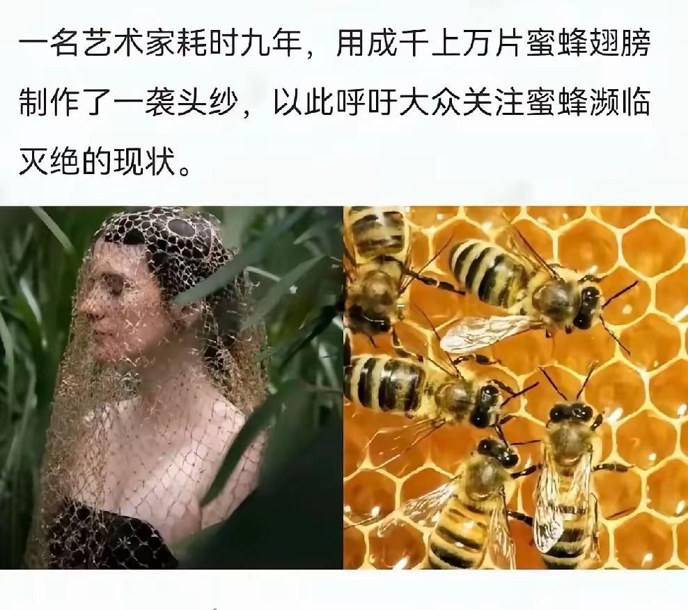 一名艺术家耗时九年，用成千上万片蜜蜂翅膀制作了一袭头纱，以此呼吁大众关注蜜蜂濒临