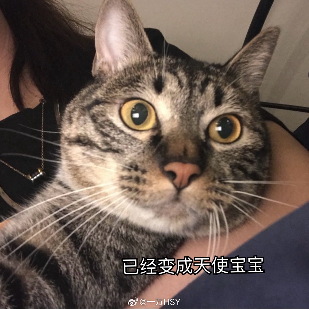 #520表白文案##爱不止说说而已#最近经常梦见去世好久的宠物🐱大力…想念了R