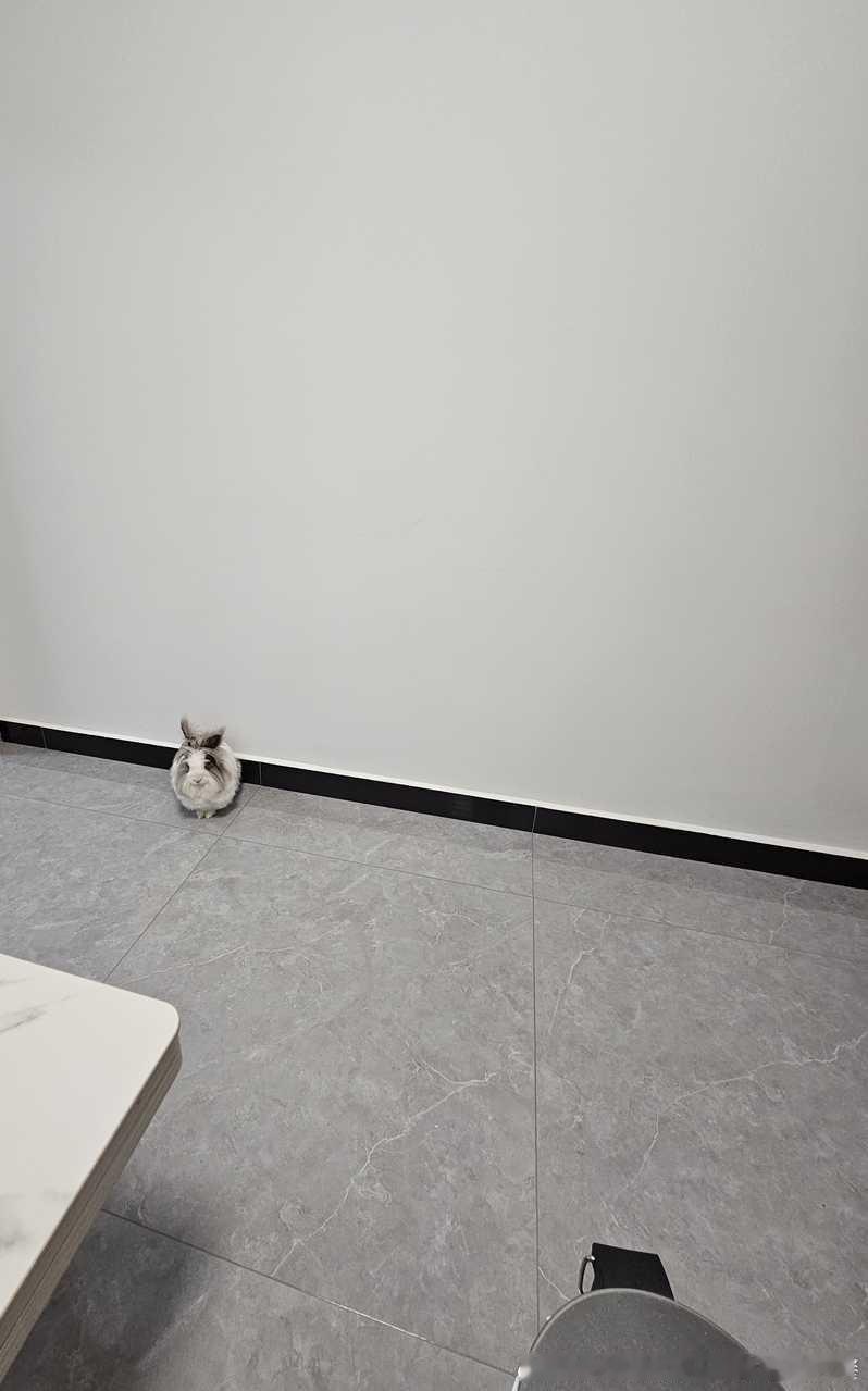 13601🐇【一粒】兔 