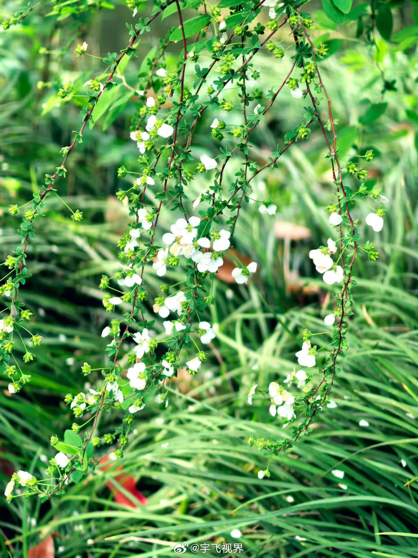 春和景明，人间向暖 