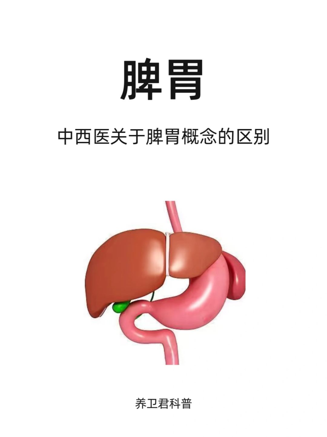 中医脾胃和西医脾胃的不同