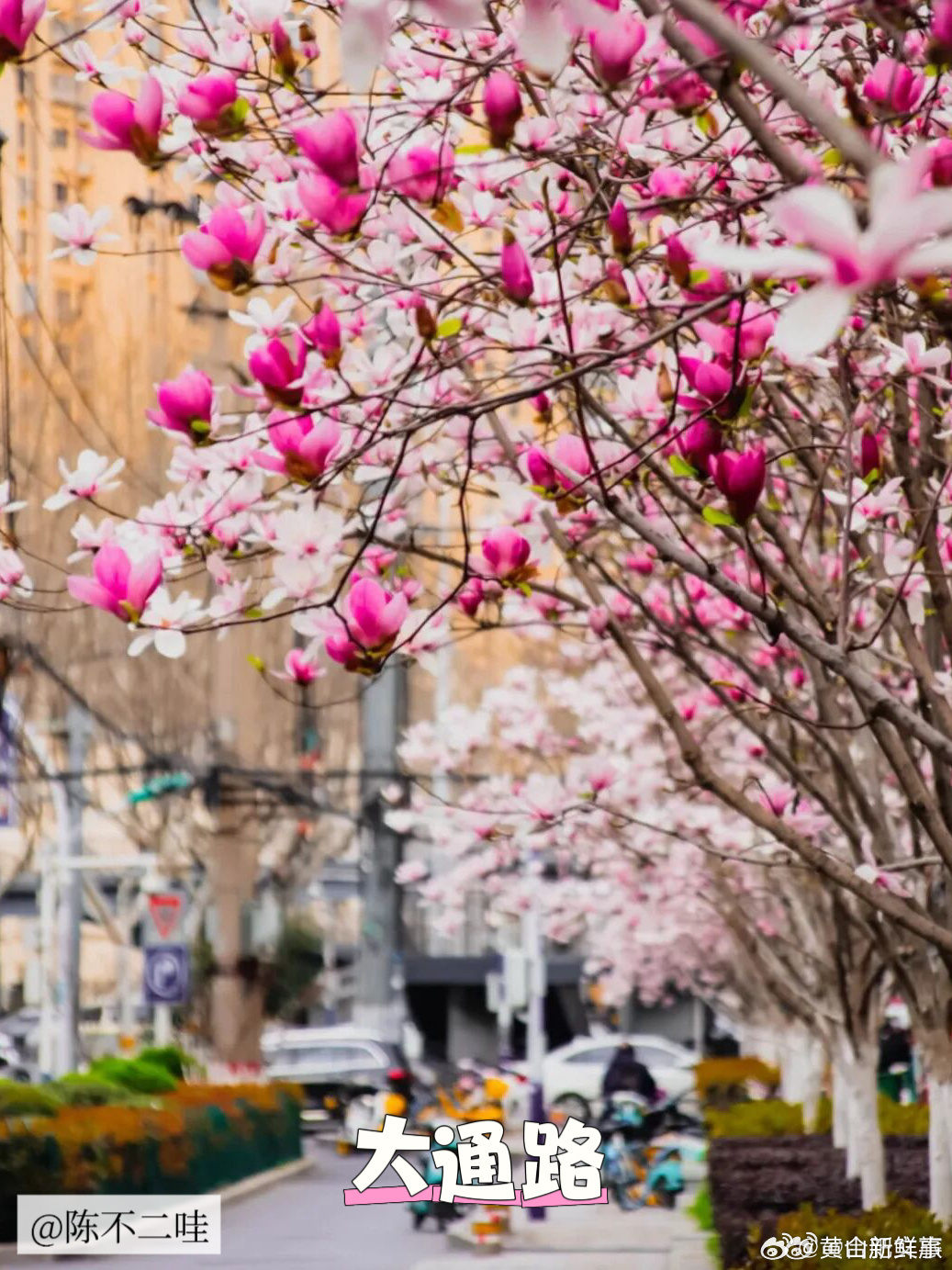 后来，我逢人就说，合肥的春天有多浪漫。春风一到合肥便成了花园 梅花开、玉兰绽、海