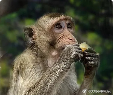【一只猴抵一辆车，创新药遇算力困局】最近两天的医药圈，三伏天讨论度最高的不是日渐