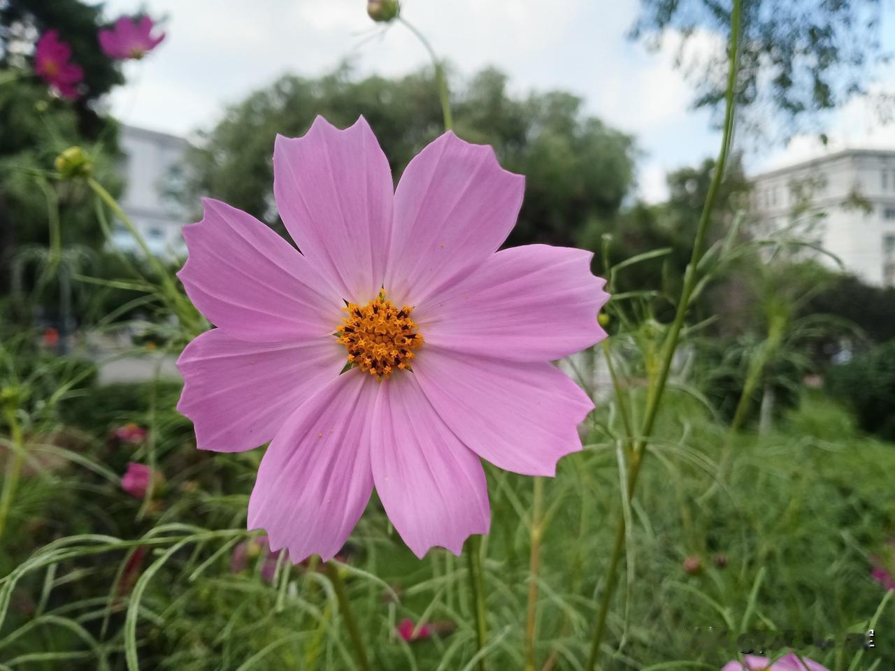 这一夏天，我都没买白菜，不是不爱吃，是不敢吃。
生鲜超市卖的大白菜，个头超大，不